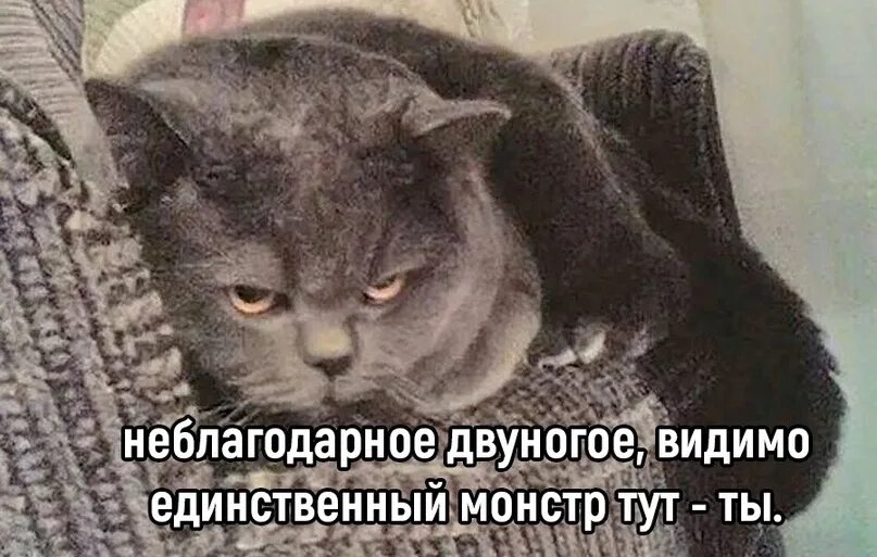 Почему обижен кот. Обиженный котик. обиженный кот отвернулся. обиженная кошка фото. котята в обиде.