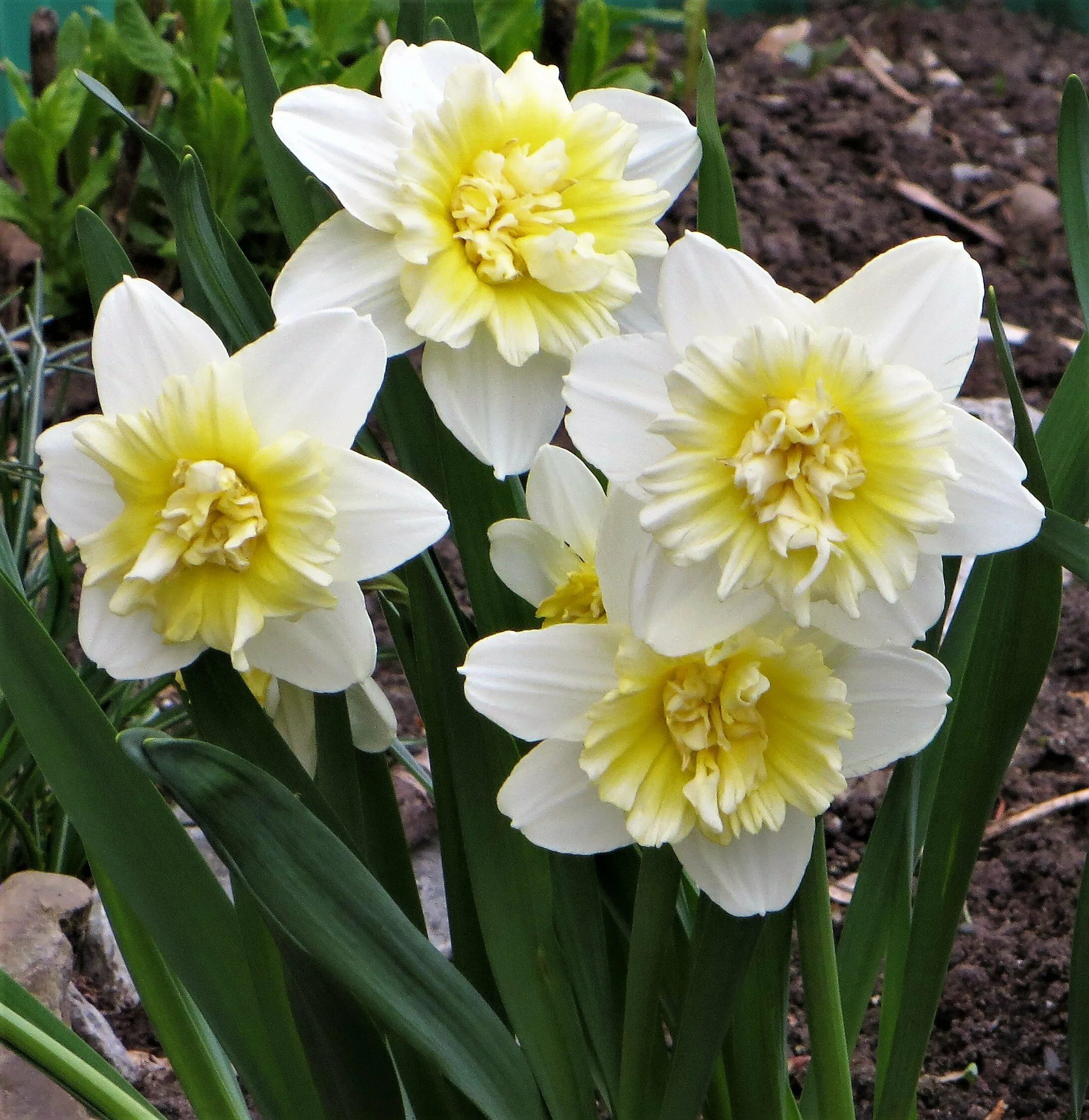 Нарцисс какое растение. Нарцисс Rosa Trompete. Нарцисс аскот. Сорт нарциссов Rosa Trompete. Желтый Нарцисс Daffodil.