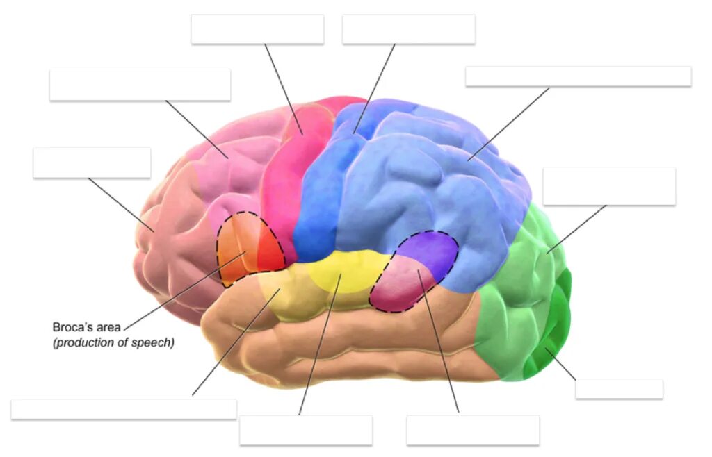 Ассоциативные зоны коры мозга. Ассоциативная зона коры головного мозга. Доли головного мозга. Проекционные зоны коры головного мозга. Доли головного мозга и их функции.