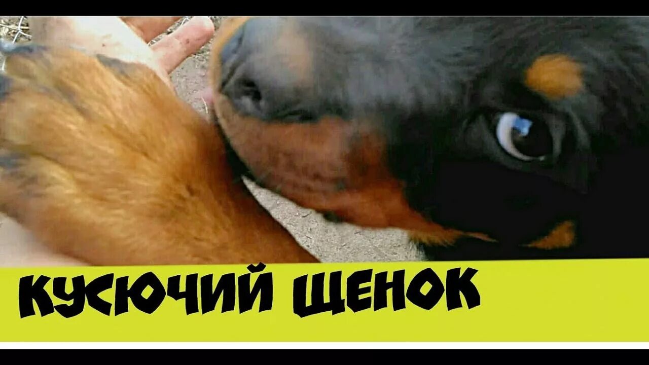 Как отучить овчарку кусать. Ротвейлер щенок кусачий. как отучить месячного щенка кусаться.