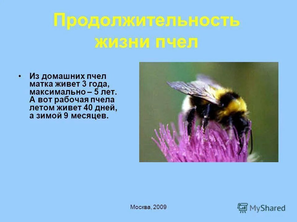 Жизнь домашних пчел. Сколько живут пчелы. Продолжителлность жизни пчёл. Продолжительность жизни пчелы. Продолжительность жизни рабочей пчелы.
