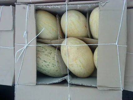 Суровая дыня