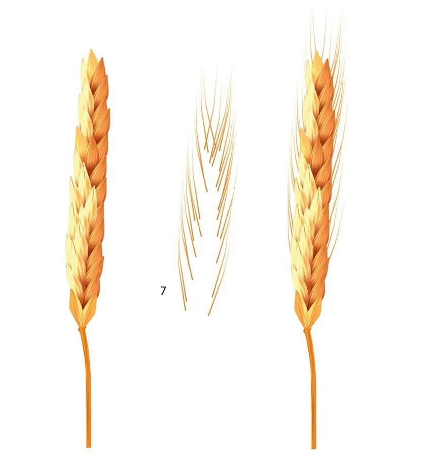 Батончик колосок. Колосок. Солок. Мастер класс колосок. Адрес колоска.
