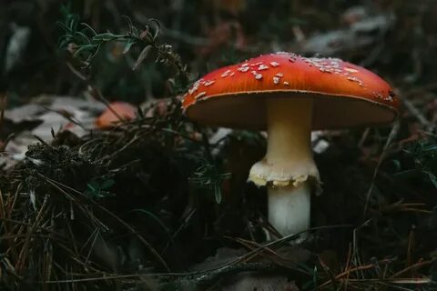 Гриб даже
