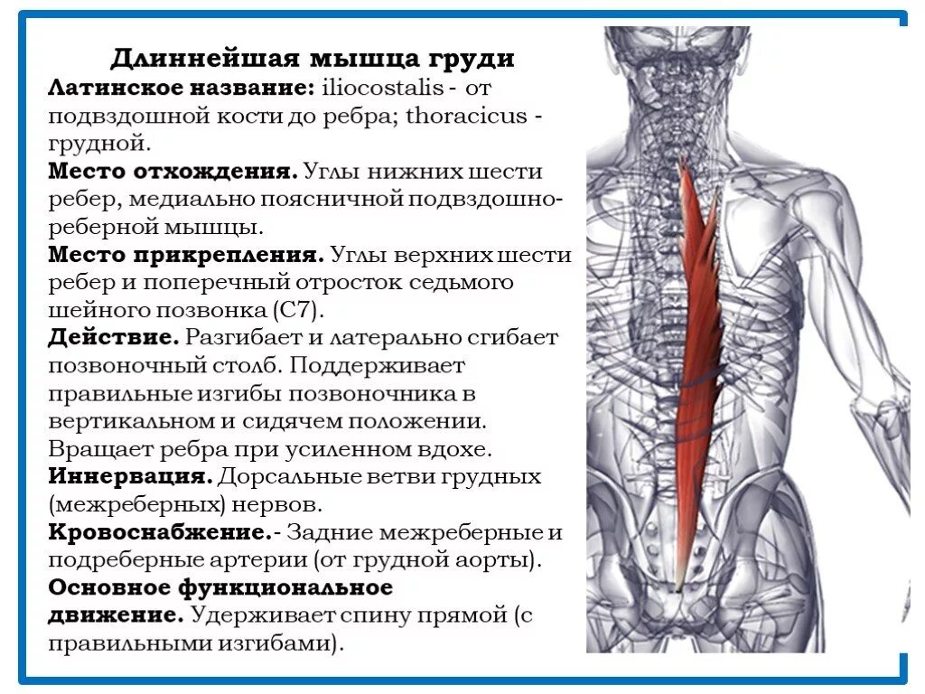 Подвздошно реберная мышца груди. Подвздошно реберная мышца спины функции. Выпрямляющая позвоночник. Подвздошно-реберная.. Мышца выпрямляющая позвоночник подвздошно реберная. Спин удлинит