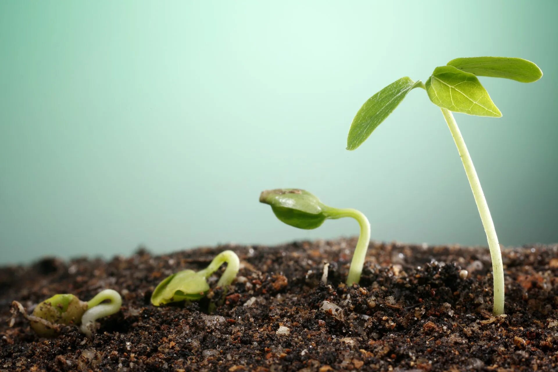 Growing around. Проросток рассада Ортон. Актинидия проросток. Ред Скарлетт проростки. Ростки семян.