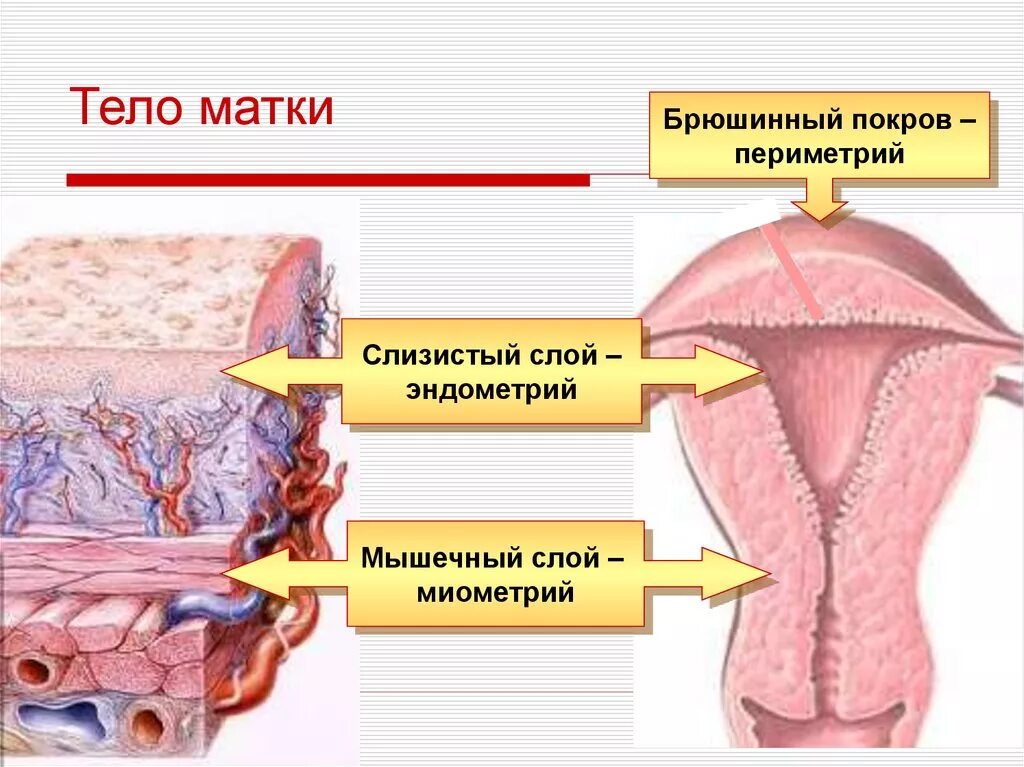 Эндометрий это простыми словами. Эндометрий миометрий периметрий. Матка строение анатомия слои. Слои стенки матки (оболочки). Слои стенки матки анатомия.