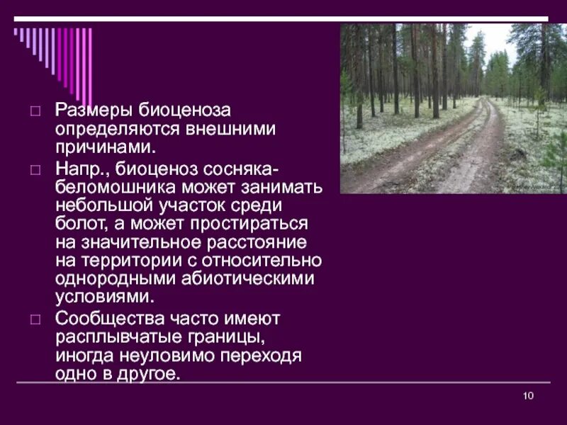 9. Понятие биоценоза. Устойчивость биоценоза. Структура биоценоза. Биоценоз определение. 1 биоценозом называют