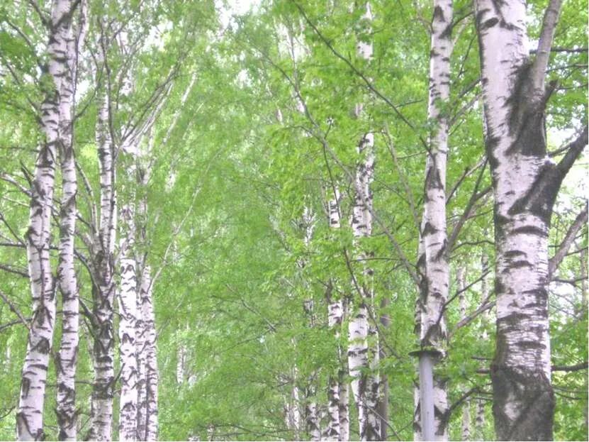 Березовый свет. Шум берёз слышу. Большая береза слушать. Большая береза слушать. Большая береза слушать.