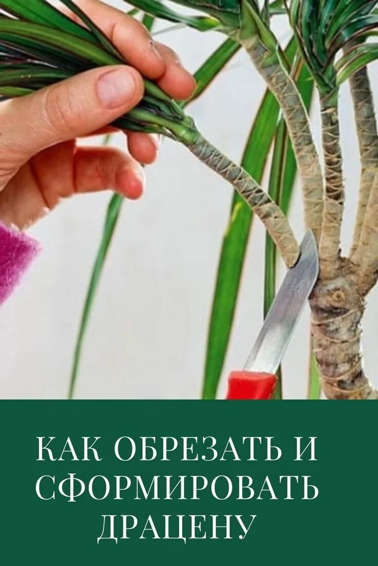 Как правильно обрезать драцену в домашних. Обрезать драцену. Драцена формировка. Драцена широколистная прищипка. Драцена размножение.