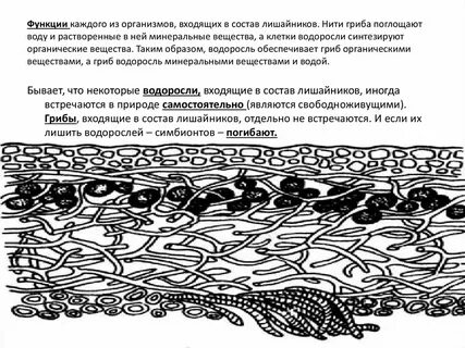 Лишайник состоит из двух организмов