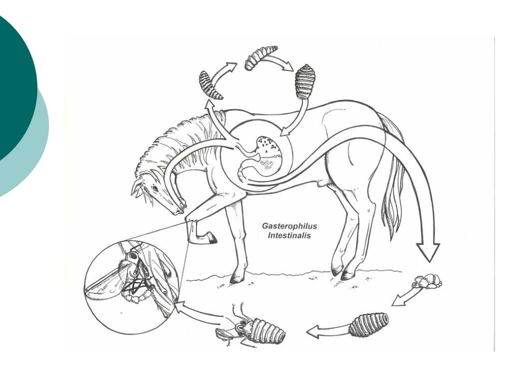 Рассказ сергея овода навигатор. Цикл развития желудочного овода. Цикл развития гастрофилеза лошадей. Цикл развития лошадиной аскариды. Цикл развития кожного овода.