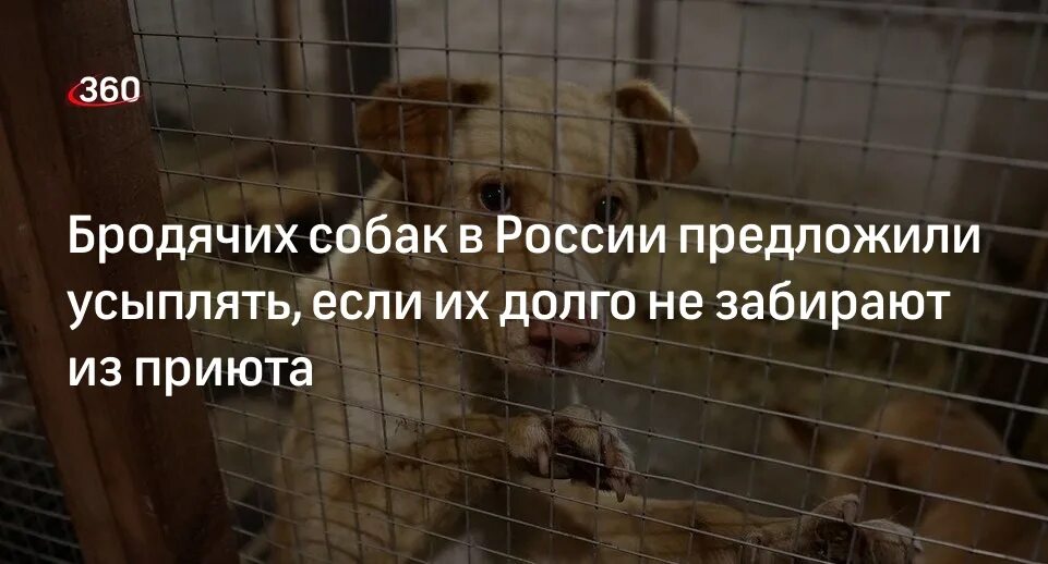 Закон об усыплении животных. Гуманное усыпление домашних животных. кот и пёс приют для бездомных животных братск.
