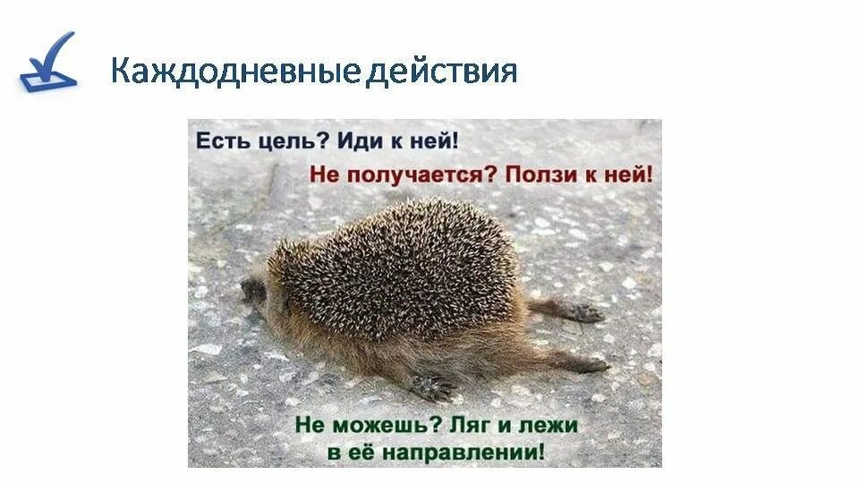 Лет работаем в этом направлении. Ежик в направлении цели. ляг в направлении цели. не можешь идти к цели. ежик цель иди к ней.
