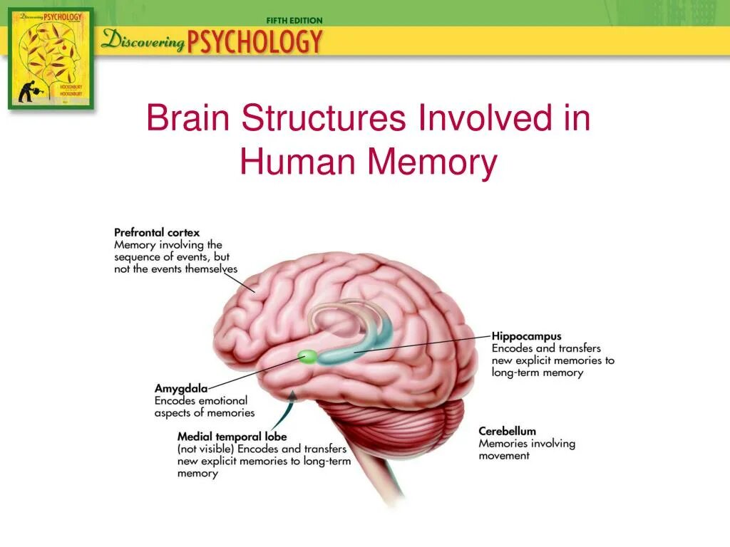 The structure of the human brain. Brain structure. human brain structure. human brain project презентация. parts and structures of the brain.