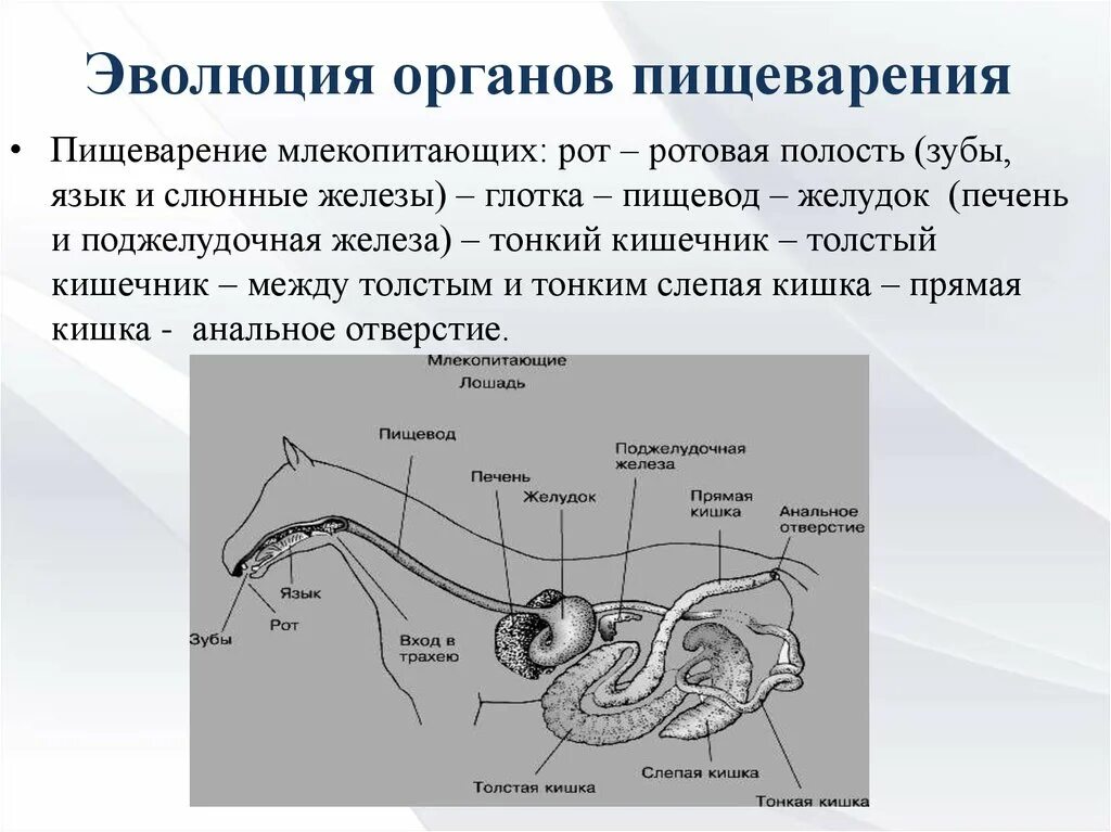 Из каких отделов состоит пищеварительный тракт млекопитающих. Эволюция пищеварительной системы млекопитающих. Эволюция систем органов пищеварительной системы таблица. Эволюция системы органов пищеварения позвоночных животных. Филогенез пищеварительной системы млекопитающих.