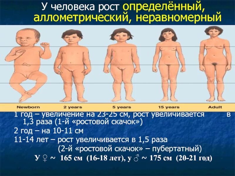 Как добавить рост. Как увеличить рост человека. как увеличивается рост человека. усиленный рост подростка. второй скачок роста.