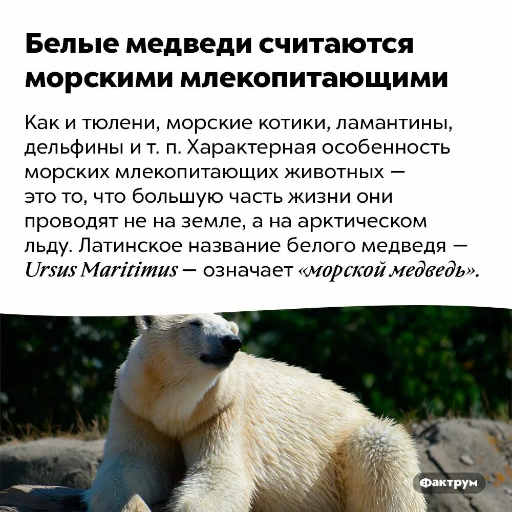 Интересное про медведей для детей. Интересные истории о белом медведе. Бурый медведь интересные факты. Белый медведь интересные факты для детей. Интересные факты о белом медведе.