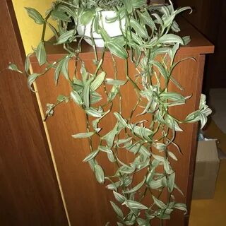 Традесканция вытягивается