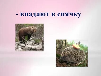 Рак впал в спячку