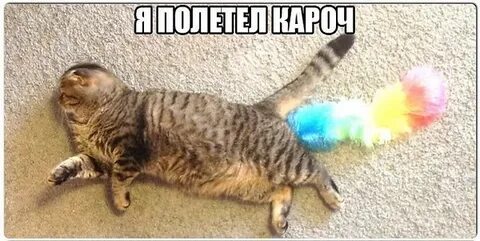 Коты пукают