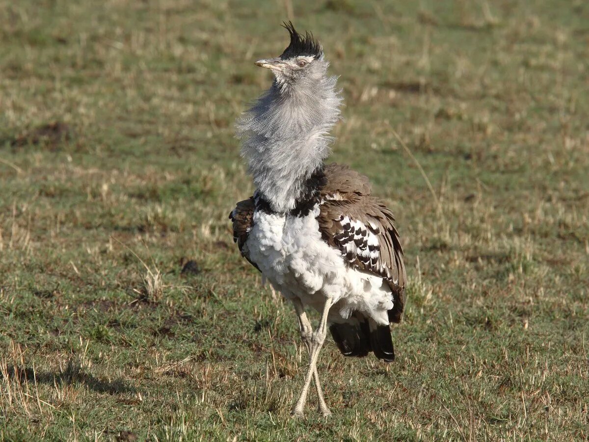 Дрофа кори птица. Африканская Дрофа. Африканская Дрофа кори. Bustard - Дрофа Африка.