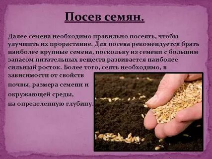 Почему нужно проверять семена на схожесть
