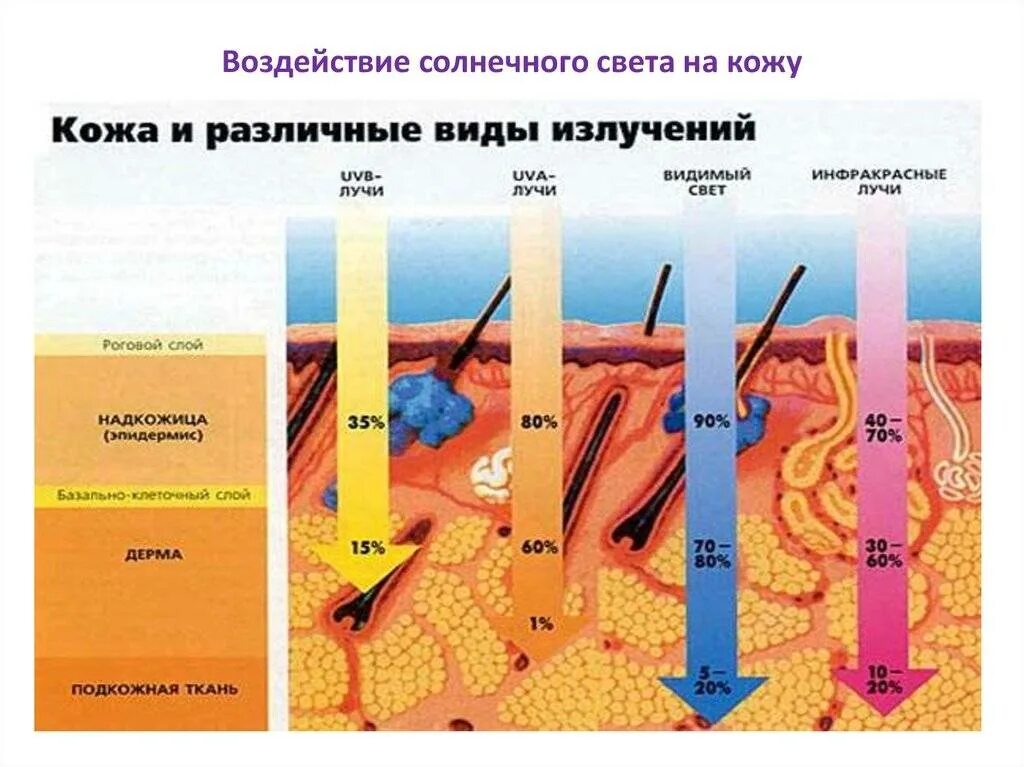 Образуется в коже под влиянием солнечного света. Влияние солнечного излучения на человека. воздействие солнечных лучей на кожу. влияние солнца на кожу человека. воздействие солнечных лучей на кожу человека.