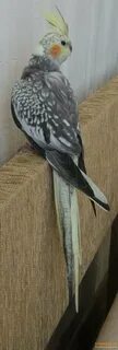 Самка кореллы зовет самца
