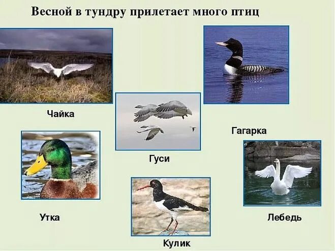 Перелетные птицы тундры. Какие птицы в тундре. Водоплавающие птицы тундры. Какие птицы в тундре. Птицы живущие на севере.