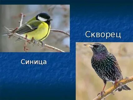 Скворцы и синицы веселые птицы