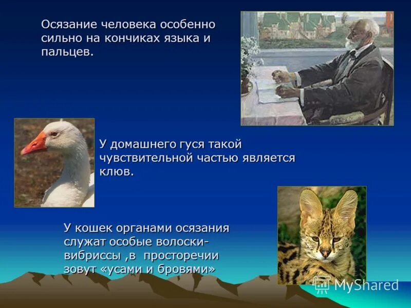 Осязание у млекопитающих. Органы осязания животных. интересные факты об органах осязания. органы осязания у птиц. интересные факты про осязание.