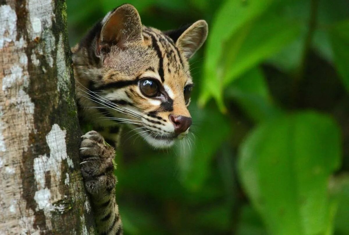 Онцилла Маргай. Оцелот. Leopardus guttulus. Оцелот Сельва. Маргаи кошки