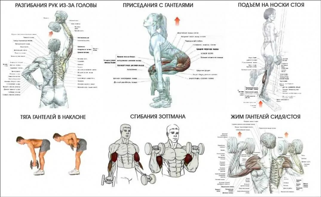 Набор массы гантелями дома. Комплекс силовых упражнений с гантелями для мужчин. Комплекс базовых упражнений с гантелями для мужчин. Схема упражнений для мышц спины с гантелями. Тренировки с гантелями дома для мужчин программа.