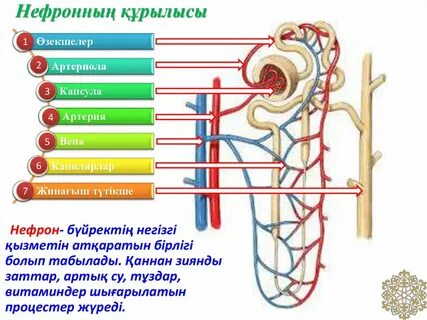Капсулы артерии