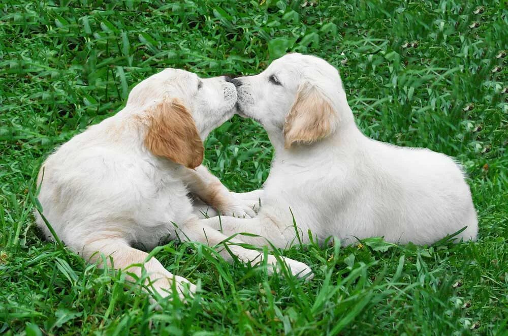 Собаки любовь. Собака целует. Собачья любовь. Поцелуй с собакой. Две собачки.