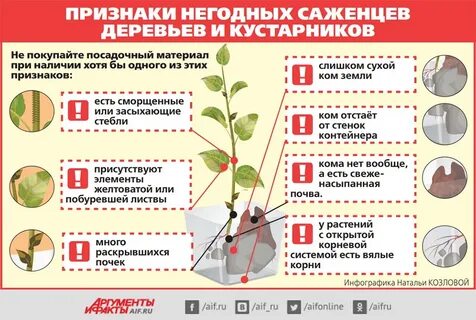 Лучший магазин саженцев