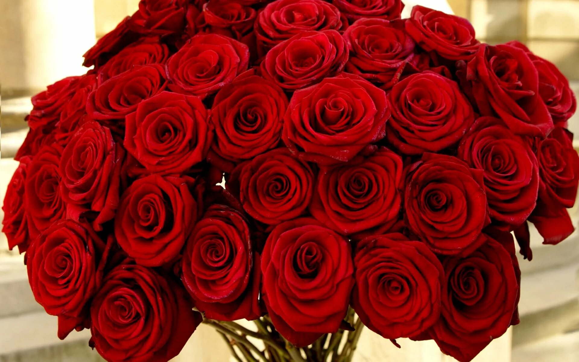 Шикарный букет роз. Шикарный букет красных роз. Большой букет роз.
