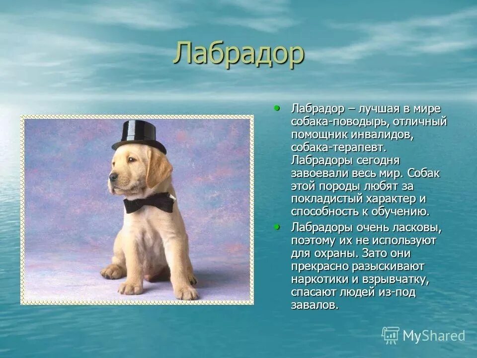 Рассказ о породе собак. Доклад про собаку. Рассказы отпародах собак. Проект породы собак. Сочинение про собаку 7 класс