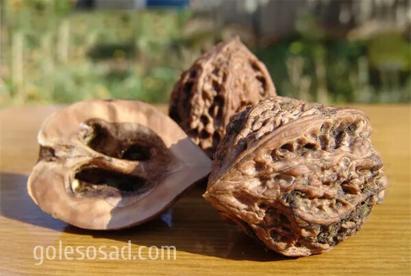 Дальневосточный грецкий орех. Орех маньчжурский - juglans mandshurica плод. Маньчжурский орех как едят. Орех маньчжурский серый грецкий. Маньчжурский орех ланкастерский.