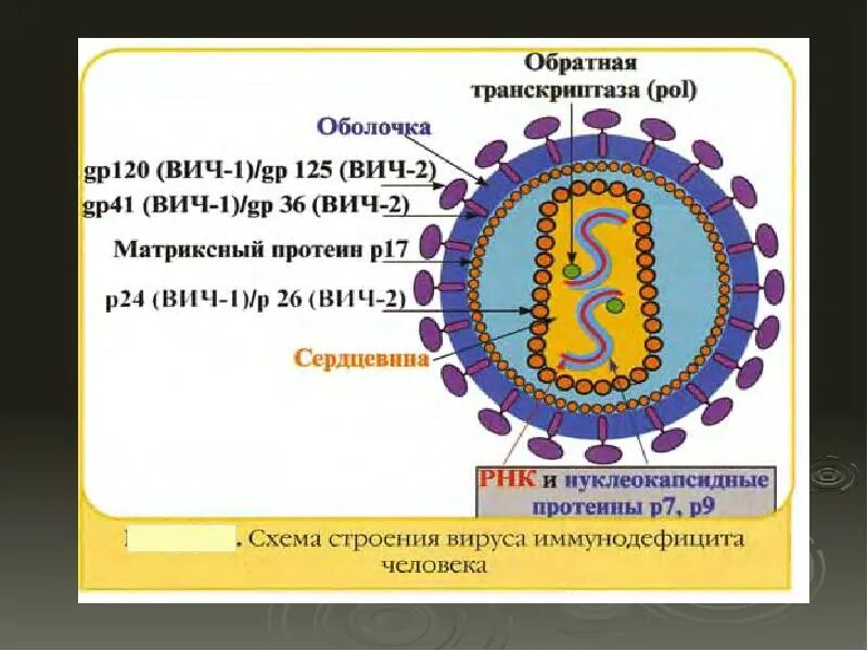 Вирусный транскрипция. Вирус ВИЧ строение микробиология. Антигенная структура вируса иммунодефицита человека. Обратная транскриптаза строение. Обратная транскрипция у вирусов.