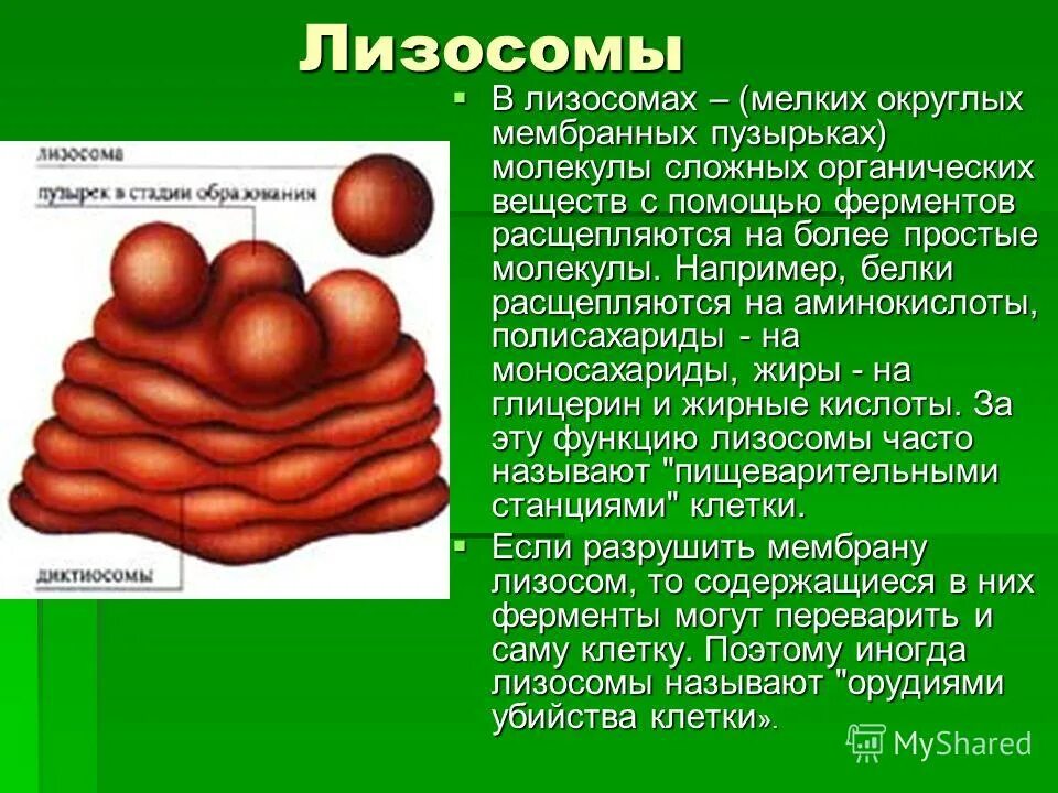 Расщепление сложных органических молекул. Лизосомы. Десмосомы. Органоиды лизосомы.