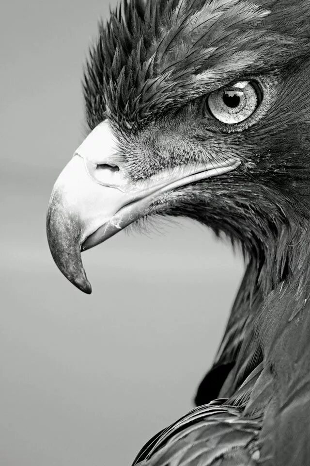 Красивый орел. Орел черно белый. Black white орел. Орел на черном фоне. Black white орел.