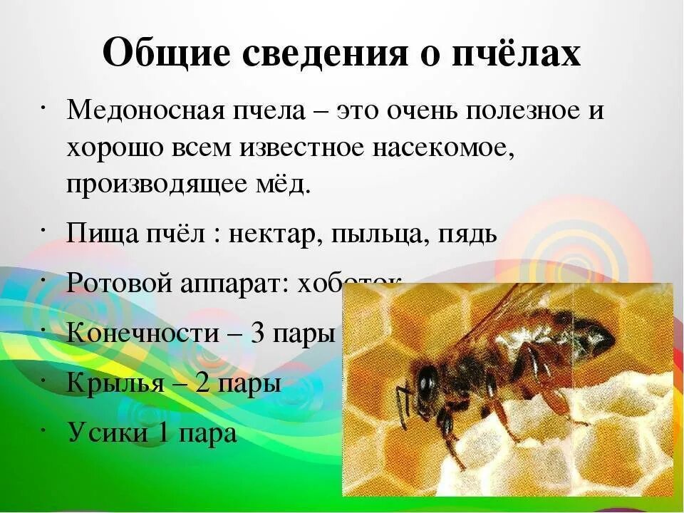 Какую работу выполняют пчелы. Информация о пчелах. общие сведения о пчелах. краткая характеристика пчел. пчелы кратко.