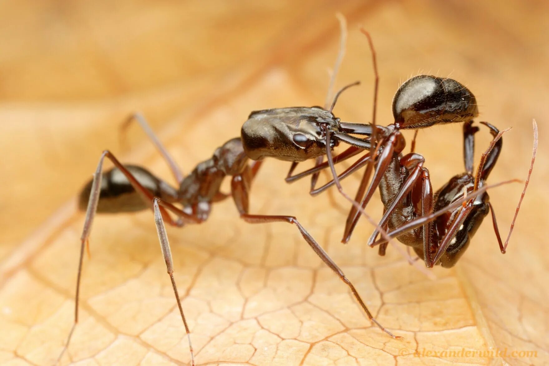 Название армейского муравья. Жёлтый муравей-Амазонка. Флоридский муравей-Жнец. Муравей одонтомахус. Муравьи рабовладельцы.