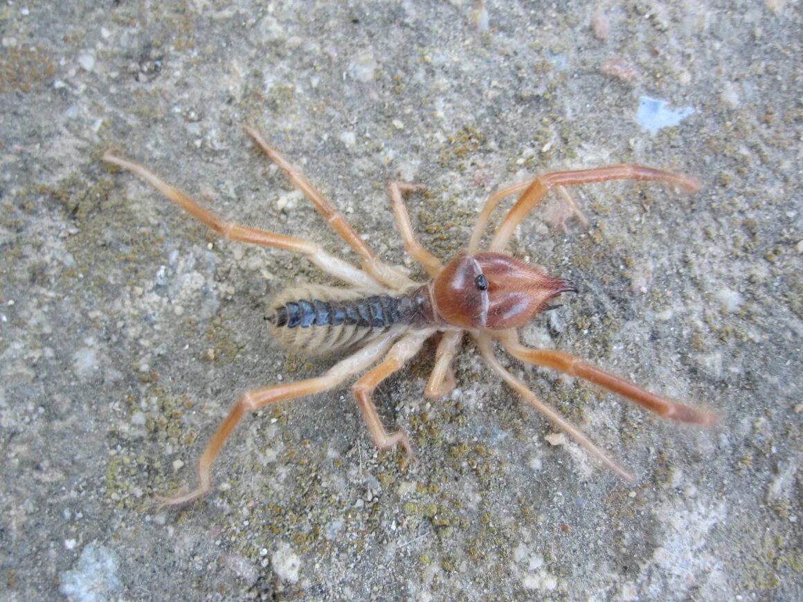 Песочный паук. Шестиглазый песочный паук. Шестиглазый песочный паук шестиглазый песочный паук. Песчаный паук сикариус. Песчаный шестиглазый паук.