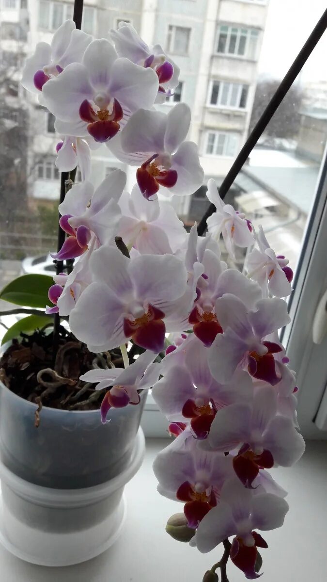 Орхидеи фаленопсис название и сорт \ Phalaenopsis Orchids name and grade в 2024 
