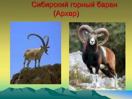 Животные красноярского края занесенные в красную книгу