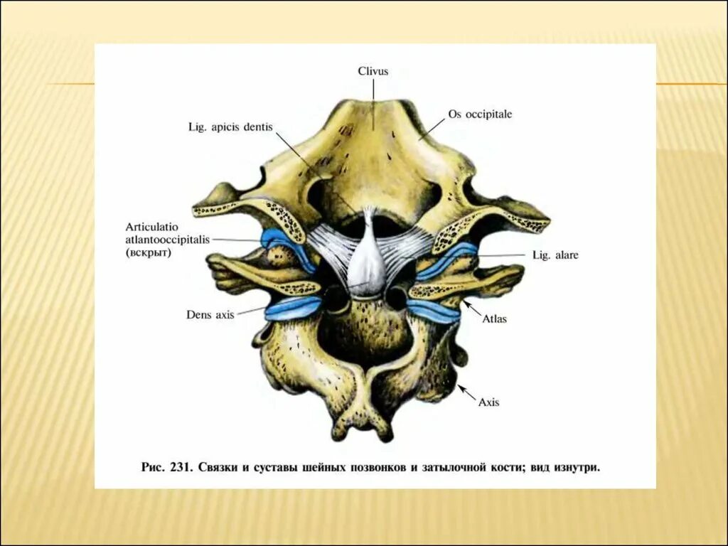Соединения между затылочной костью. Срединный атланто осевой сустав. Латеральный атлантоосевой сустав связки.
