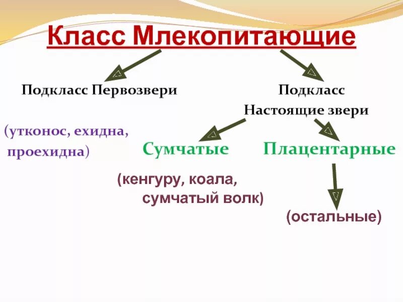 58. Экологические группы млекопитающих 7 класс биология - скачать презентацию